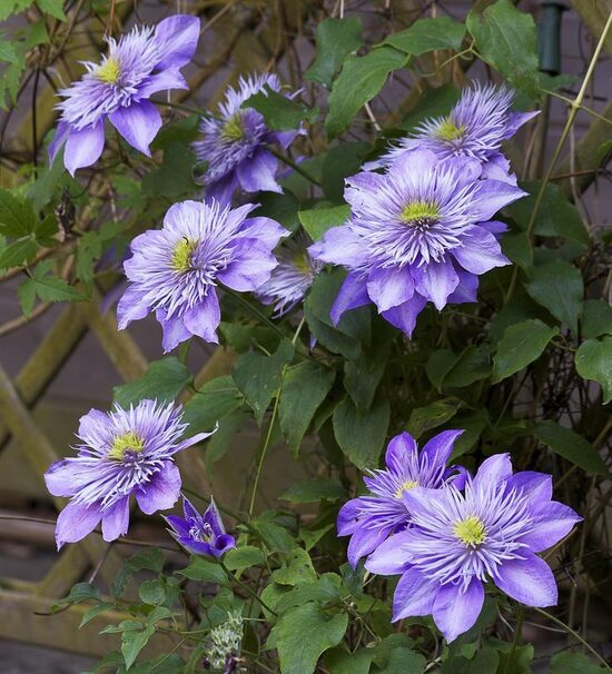 Clematis Crystal Fountain